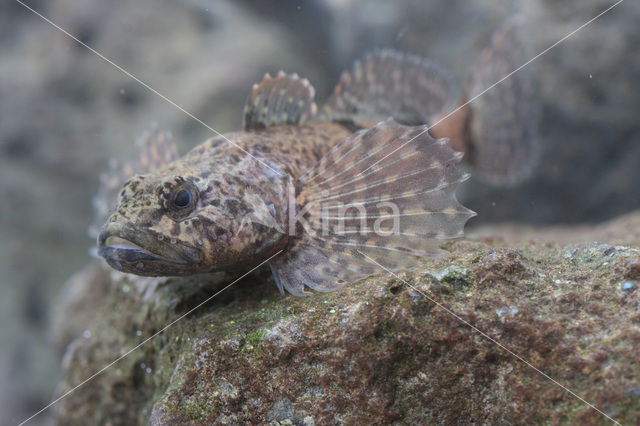 Rivierdonderpad (Cottus perifretum )