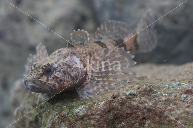 Scheldt sculpin (Cottus perifretum )