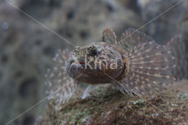 Rivierdonderpad (Cottus perifretum )