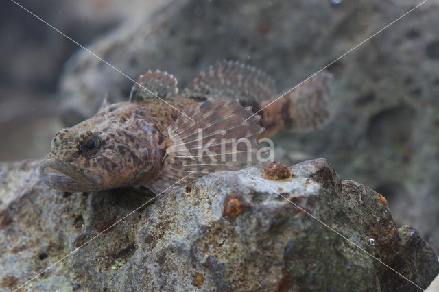 Scheldt sculpin (Cottus perifretum )