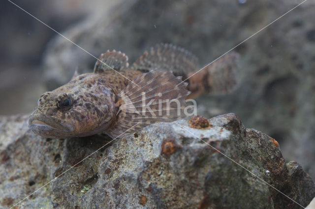 Rivierdonderpad (Cottus perifretum )