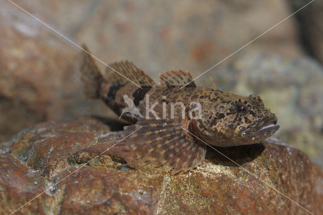 Rivierdonderpad (Cottus perifretum )