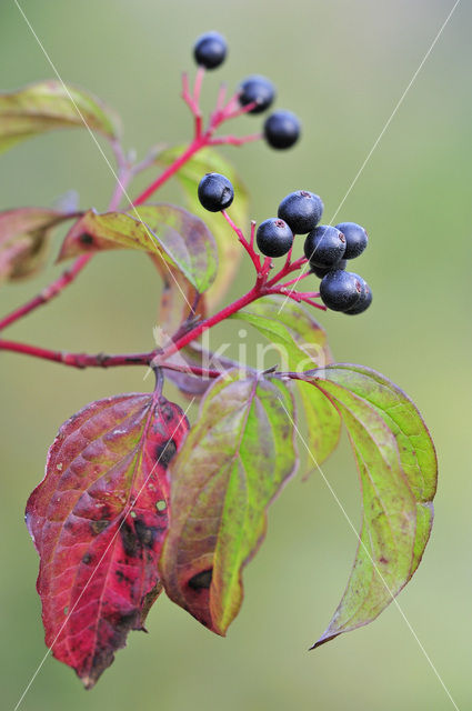 Rode kornoelje (Cornus sanguinea)