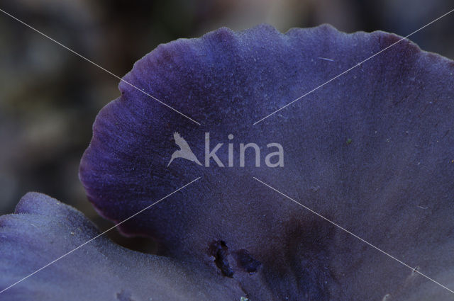 Amethyst Deceiver (Laccaria amethystina)