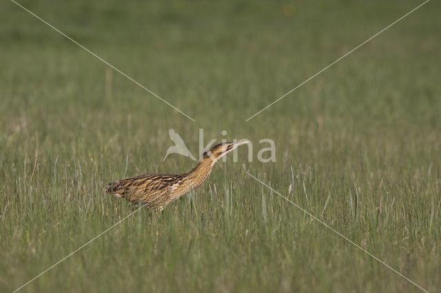 Bittern (Botaurus stellaris)