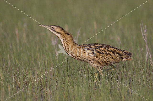 Bittern (Botaurus stellaris)