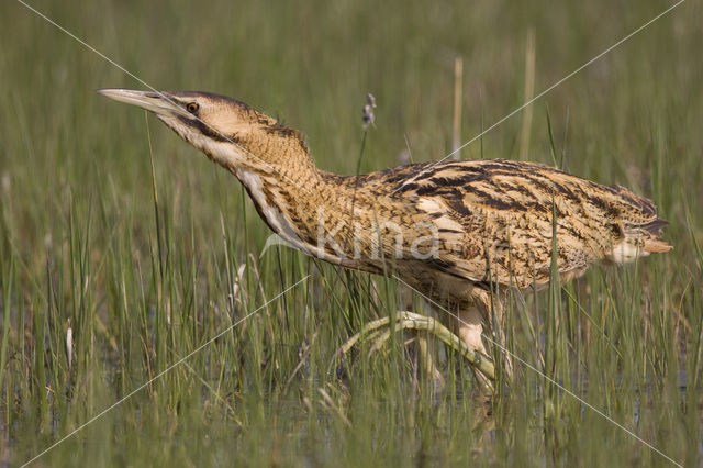 Bittern (Botaurus stellaris)