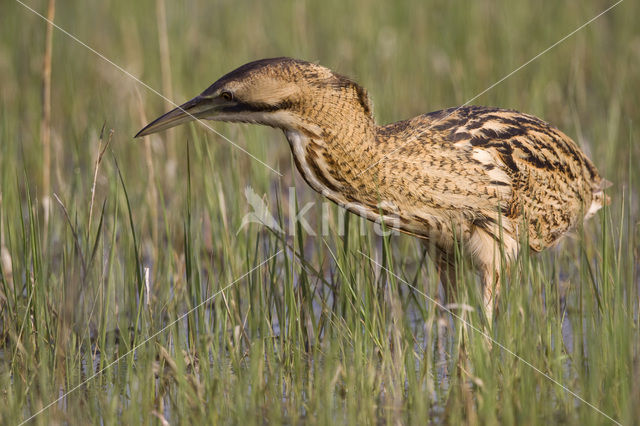 Roerdomp (Botaurus stellaris)