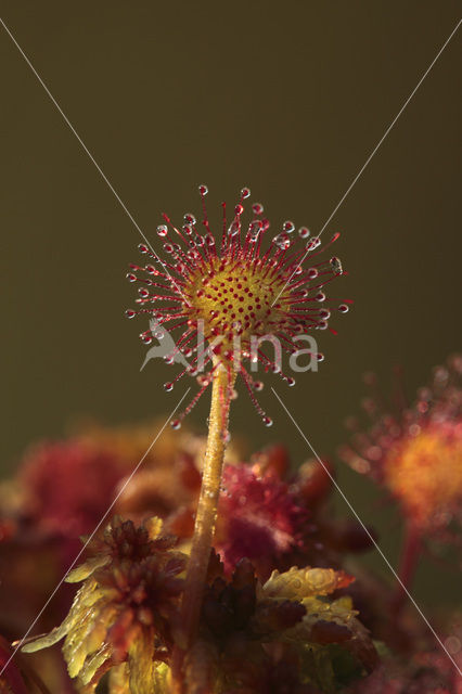 Ronde zonnedauw (Drosera rotundifolia)