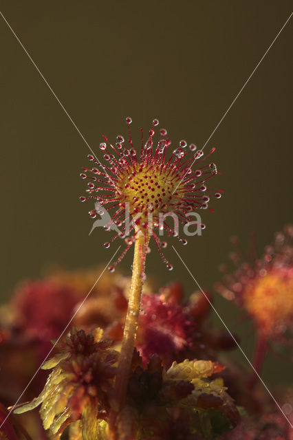 Ronde zonnedauw (Drosera rotundifolia)