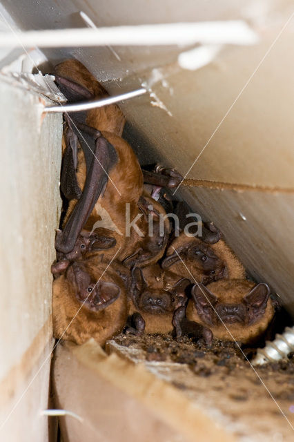 Rosse vleermuis (Nyctalus noctula)