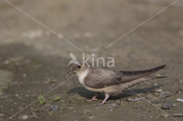 Rotszwaluw (Hirundo rupestris)