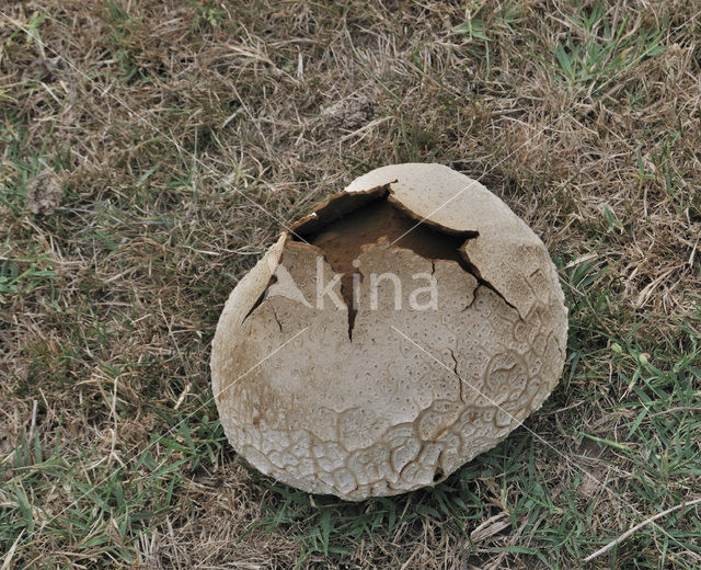 Puffball (Calvatia utriformis)