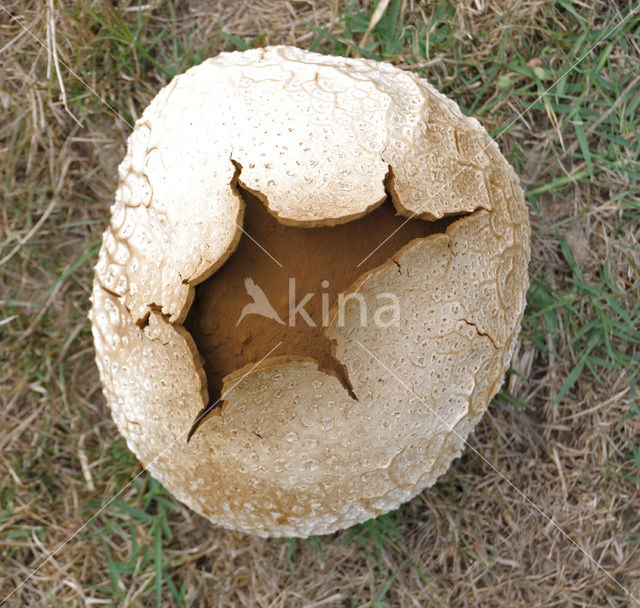 Puffball (Calvatia utriformis)