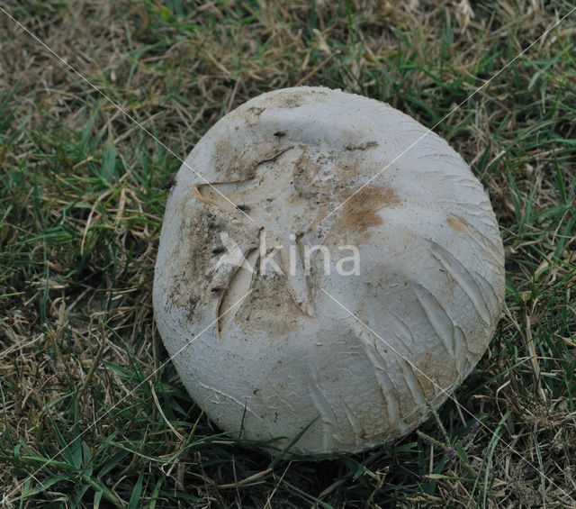 Ruitjesbovist (Calvatia utriformis)