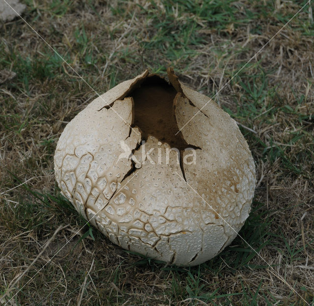 Puffball (Calvatia utriformis)