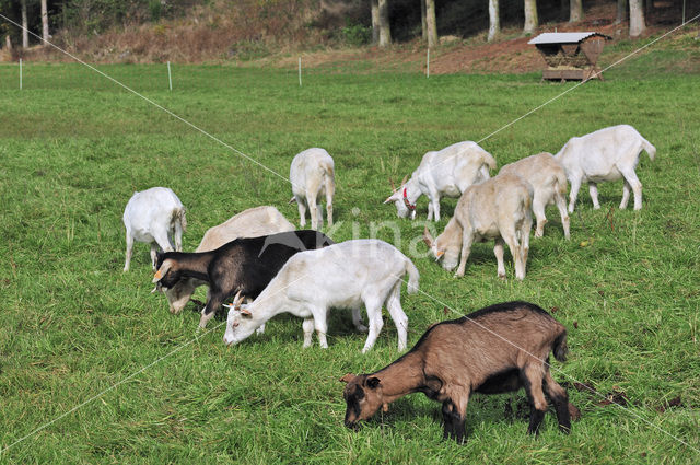 Saanen goat (Capra hircus)