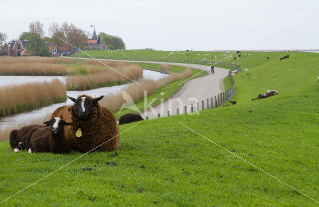 Sheep (Ovis domesticus)