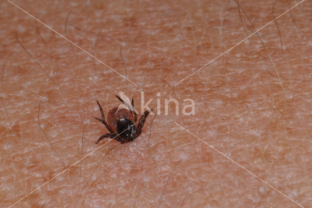 Tick (Ixodes ricinus)