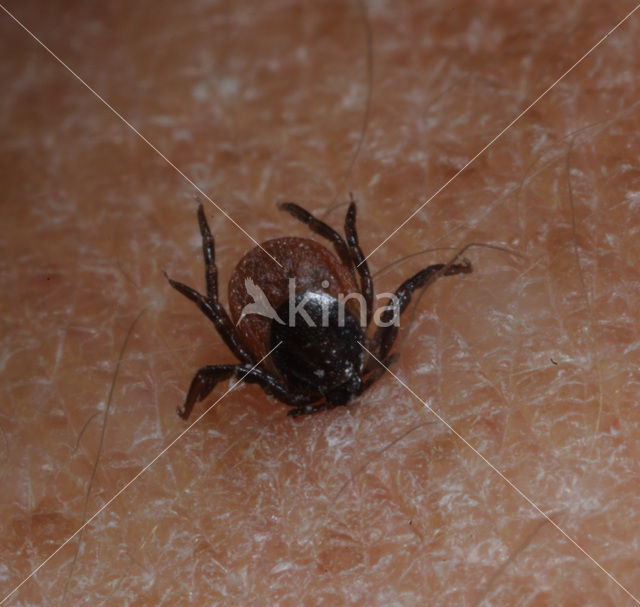 Tick (Ixodes ricinus)