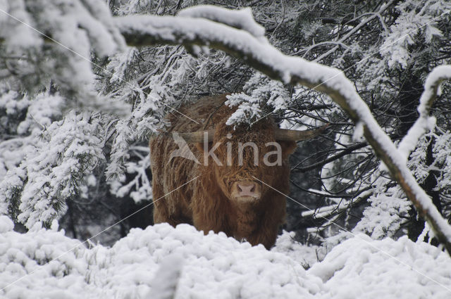 Highland Cow (Bos domesticus)