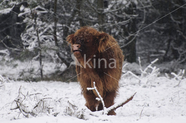 Highland Cow (Bos domesticus)