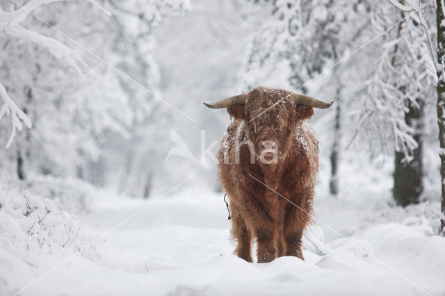 Highland Cow (Bos domesticus)