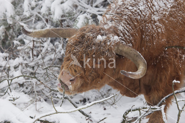 Highland Cow (Bos domesticus)