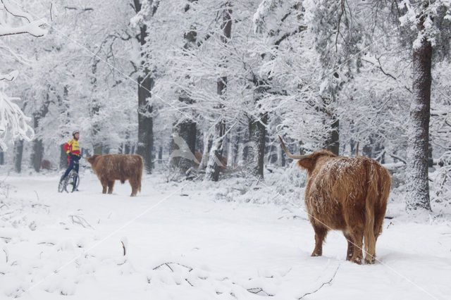 Highland Cow (Bos domesticus)