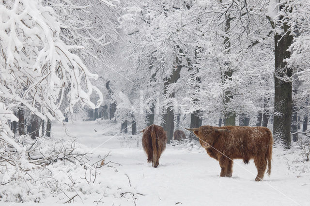 Highland Cow (Bos domesticus)