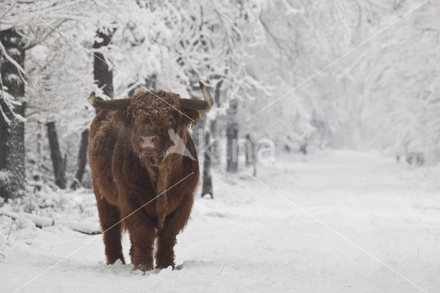 Schotse Hooglander