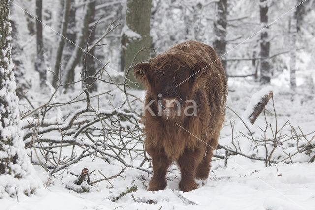 Highland Cow (Bos domesticus)