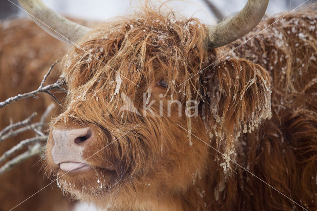Highland Cow (Bos domesticus)