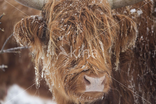 Schotse Hooglander