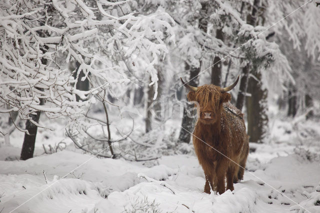 Highland Cow (Bos domesticus)