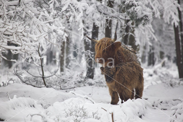 Schotse Hooglander