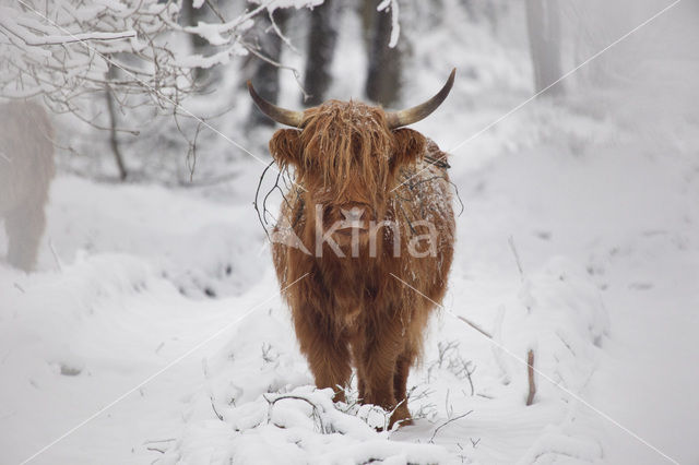 Highland Cow (Bos domesticus)
