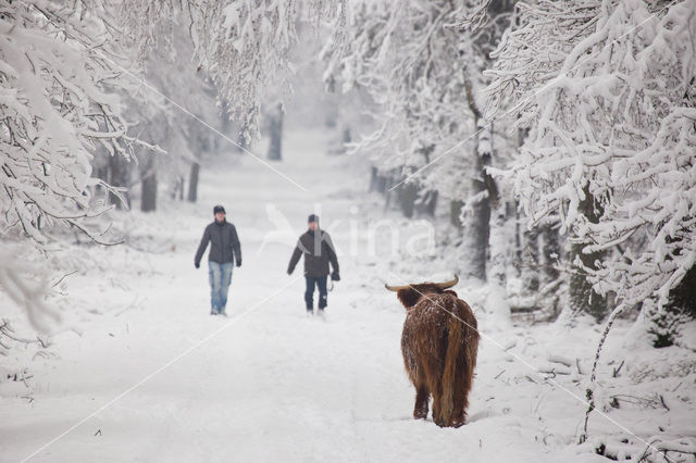Highland Cow (Bos domesticus)