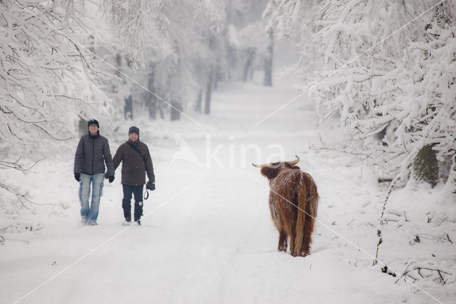 Highland Cow (Bos domesticus)