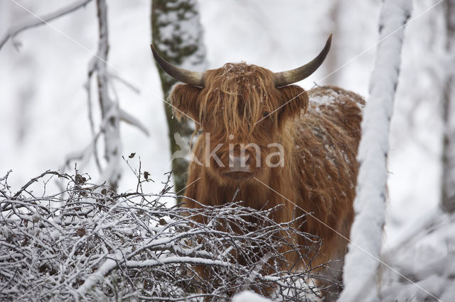 Highland Cow (Bos domesticus)