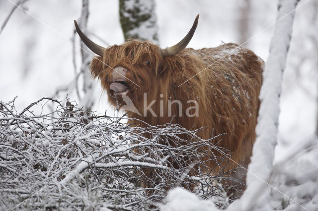 Highland Cow (Bos domesticus)