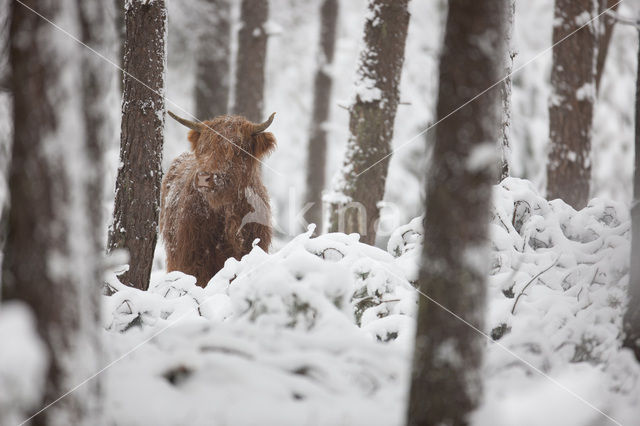 Highland Cow (Bos domesticus)