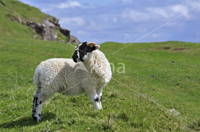 Scottish Blackface