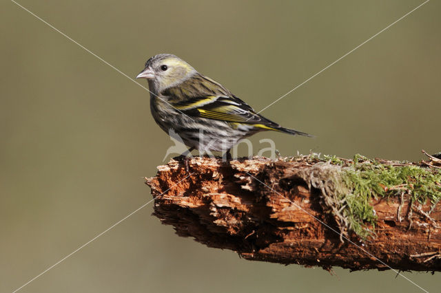 Eurasian Siskin (Carduelis spinus)