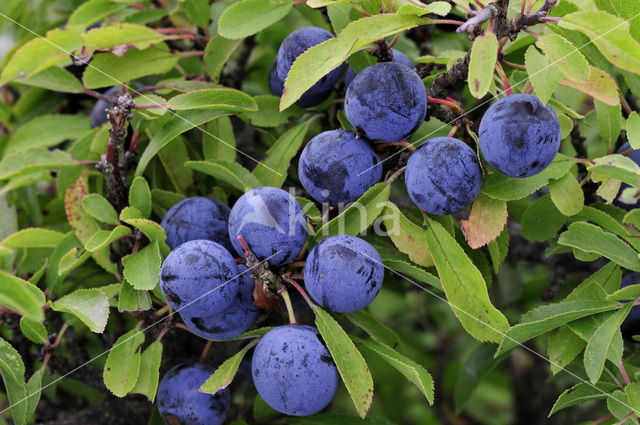 Sleedoorn (Prunus spinosa)