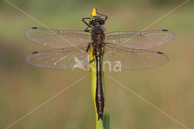 Downy Emerald (Cordulia aenea)