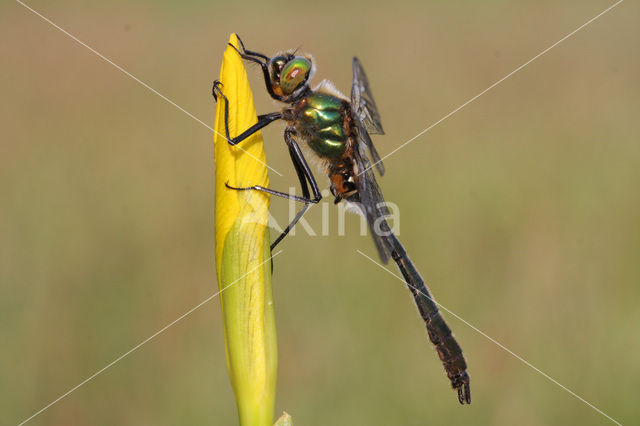 Downy Emerald (Cordulia aenea)
