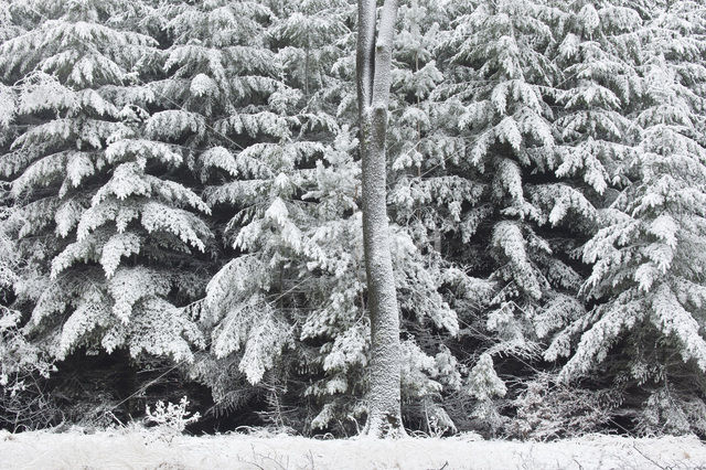 Spruce (Picea)