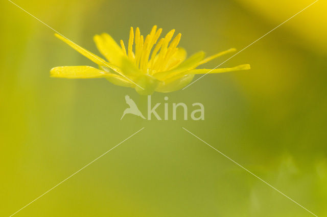 Lesser Celandine (Ranunculus ficaria)
