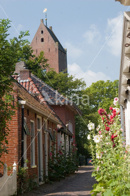 Stokroos (Alcea rosea)